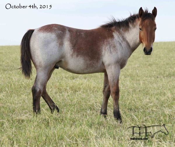 Hotrod Rockette's 2015 Colt